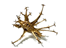 Harpagophytum